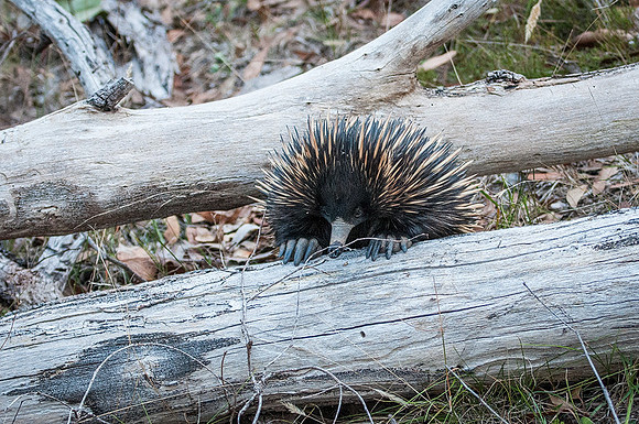 Echidna  4-04-16