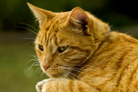 Ginger Cat