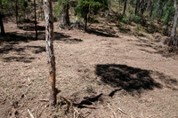 Mechanically groomed gorse site