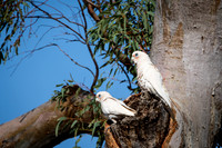 little corella's