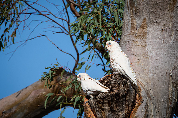 little corella's