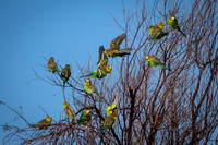 Budgerigars