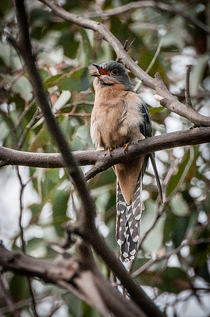 Fan-tailed Cuckoo  7-10-16