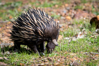 echidna  9-09-2019