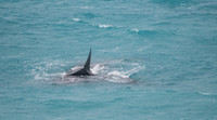 Head of the Bight, a calf slipping over mums back