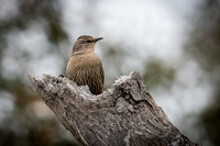 Brown treecreeper