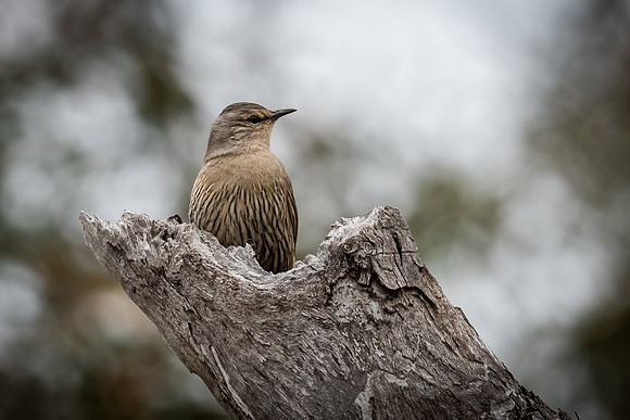 Brown treecreeper