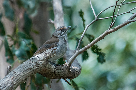 Grey Shrike-thrush