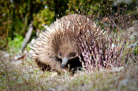Cradle Mountain Echidnas(TAS)