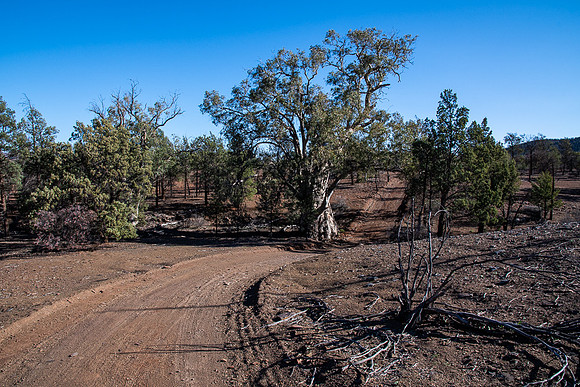 along the Mawson Trail