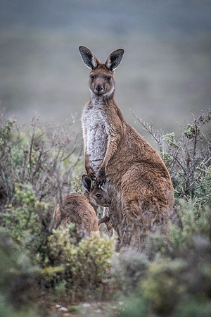 Western grey kangaroo