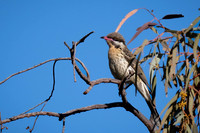 Spiny-cheeked honeyeater