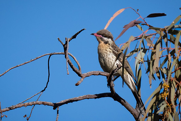 Spiny-cheeked honeyeater