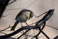 Singing honeyeater