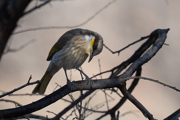 Singing honeyeater