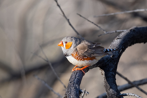 Zebra finch