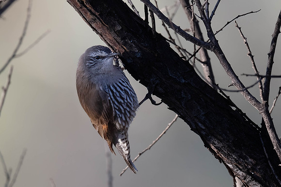 White-browed tree-creeper