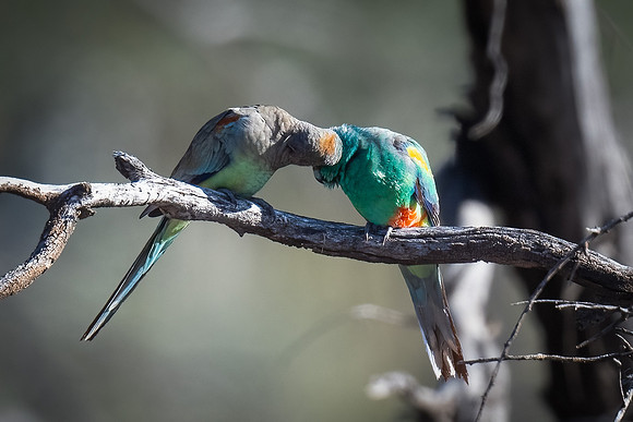 Mulga parrots