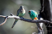 Mulga parrots