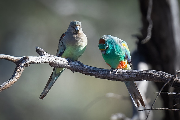 Mulga parrots