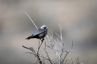 Black-faced woodswallow