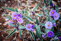 solanum
