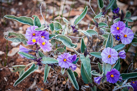 solanum