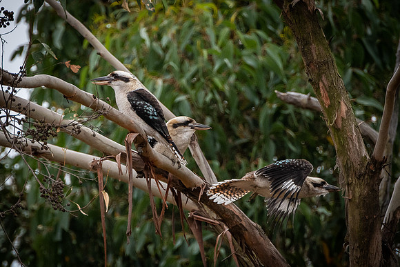 kookaburras 11-03-21