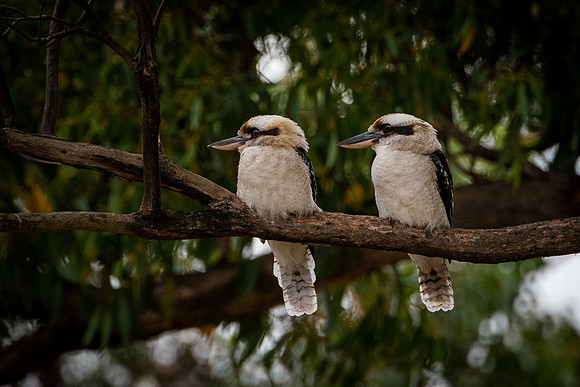 kookaburras 11-03-21