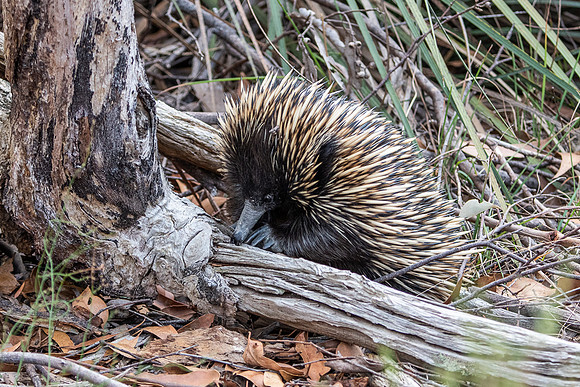 echidna