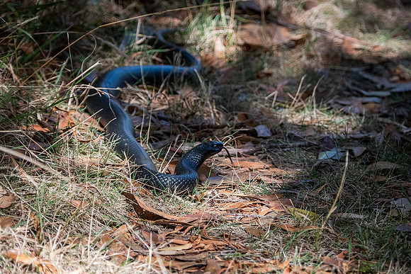 red-bellied blacksnake