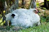 Mother Hen