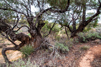 Mallee