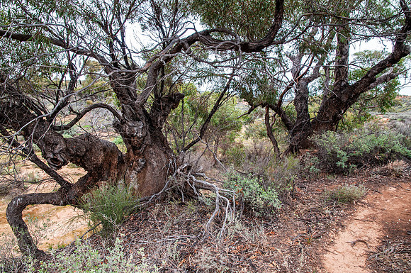 Mallee