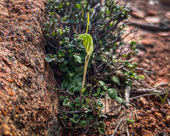 Hairy-stemmed Snail Orchid
