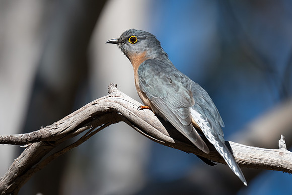 Fan-tailed cuckoo   08-08-2023