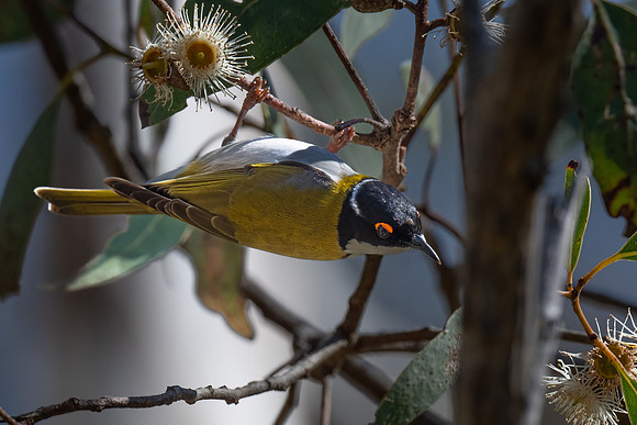 White-naped honeyeater   08-08-2023