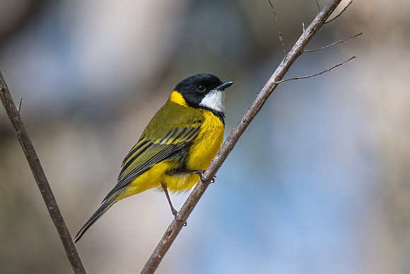 Golden whistler   08-08-2023