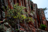 The Organ Pipes