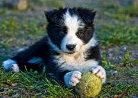 Border Collie Puppy
