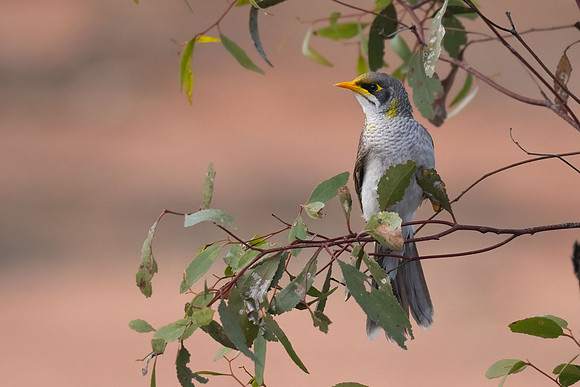 Yellow-throated Miner