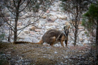 yellow-footed rock wallaby