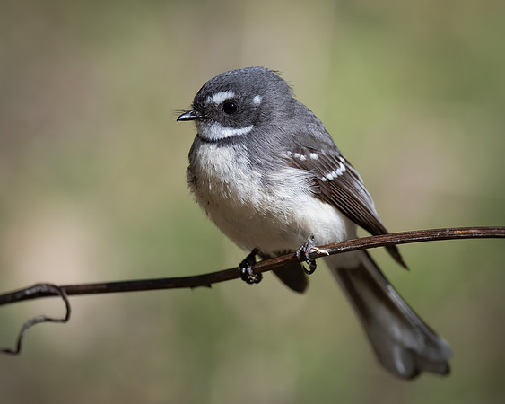 Grey fantail   15-08-2023