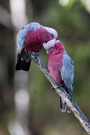 Galahs  13-03-2022