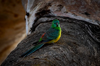 mulga parrot