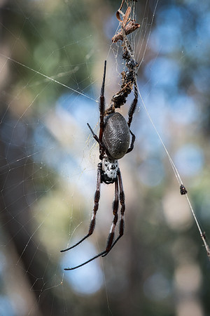 Golden Orb Weaver  10/06/17