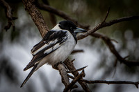 Pied Butcherbird
