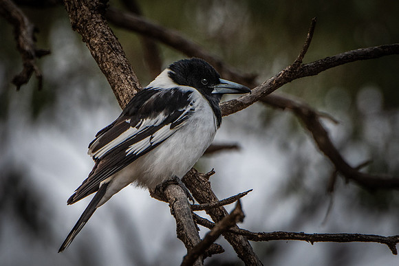 Pied Butcherbird