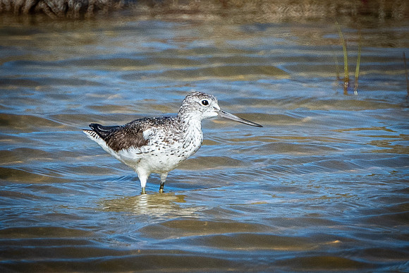 common greenshank
