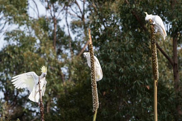 Sulphur-crested Cockatoo 28-07-17